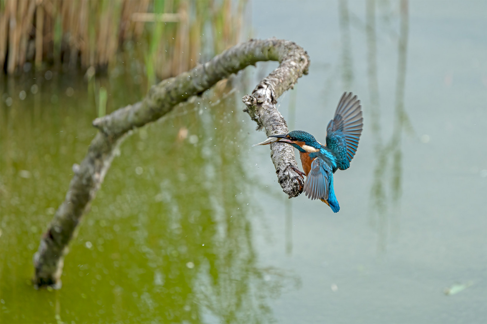 Eisvogel 096