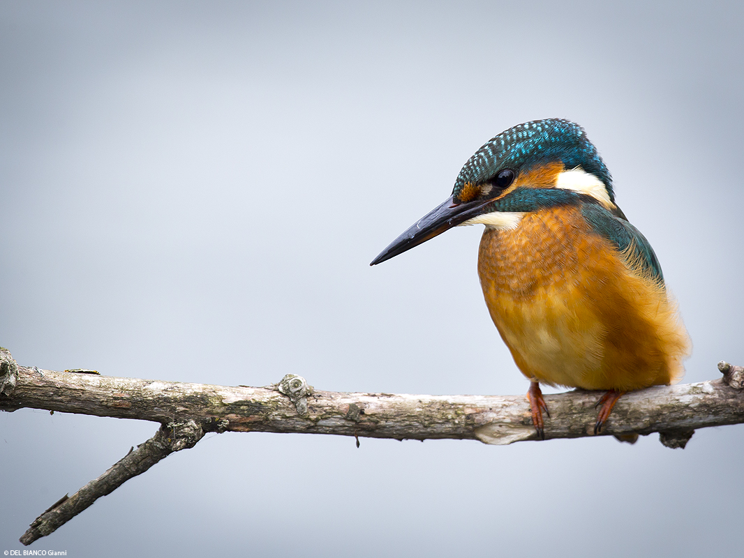 Eisvogel