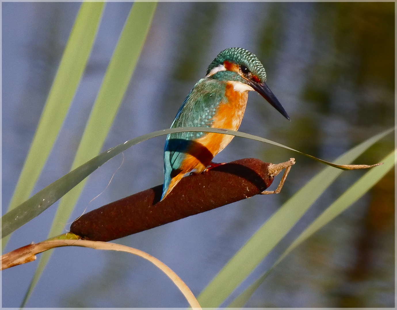 Eisvogel