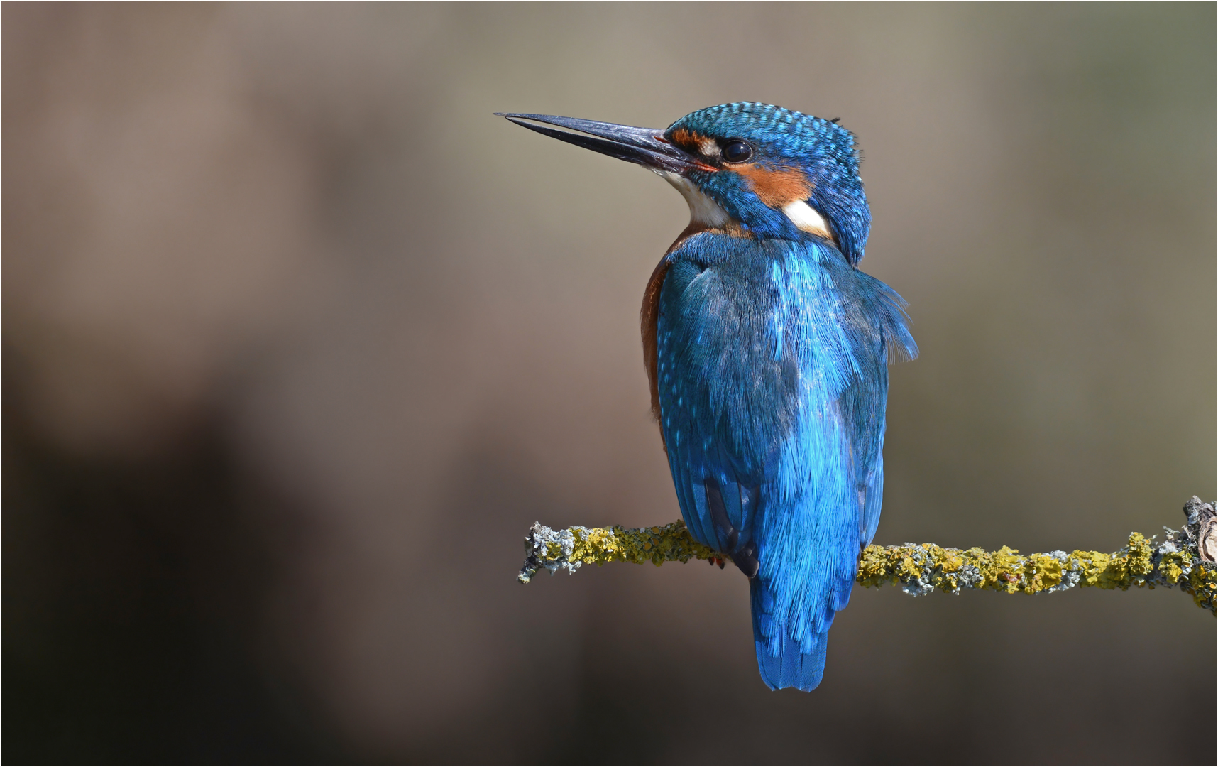 Eisvogel