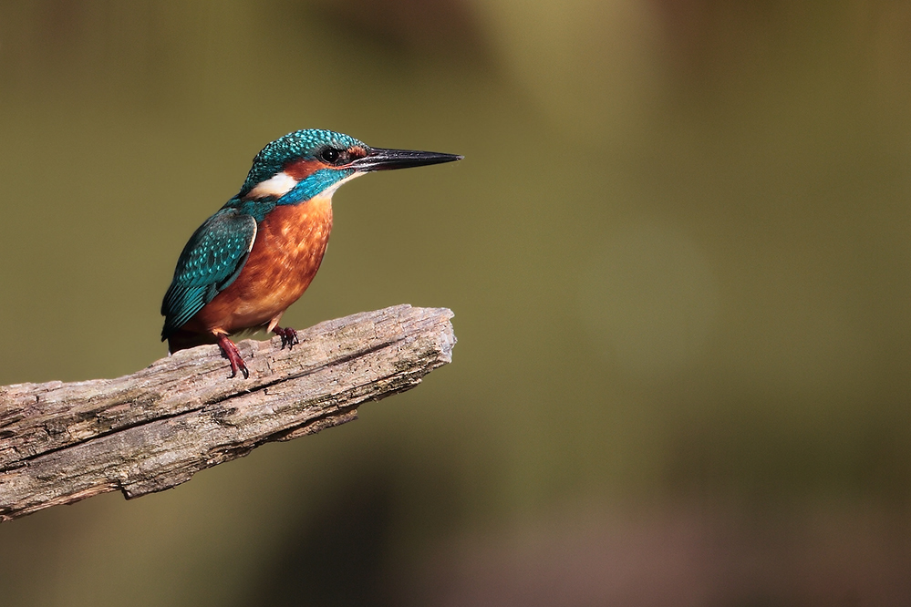 Eisvogel