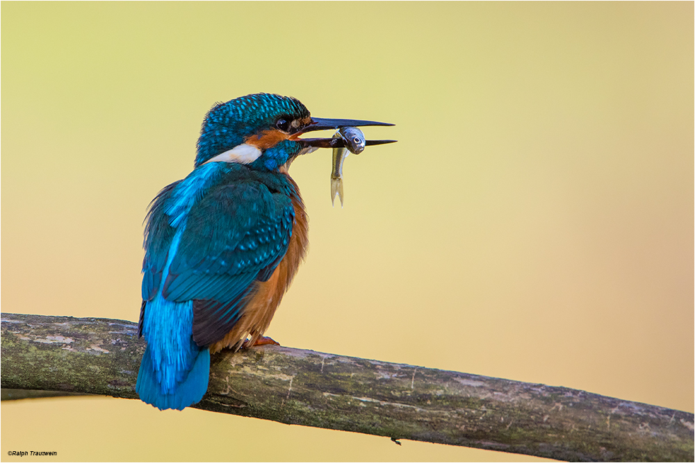 Eisvogel