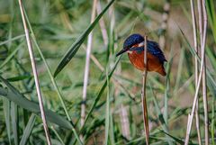 Eisvogel 