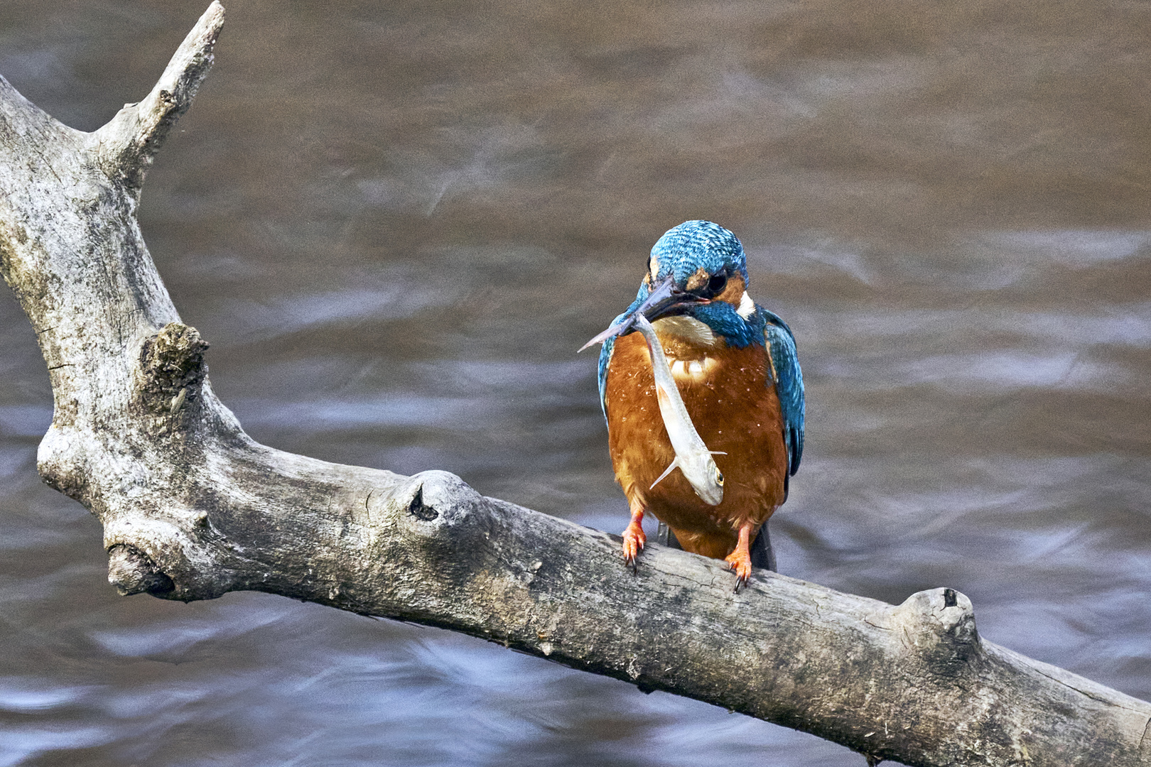 Eisvogel