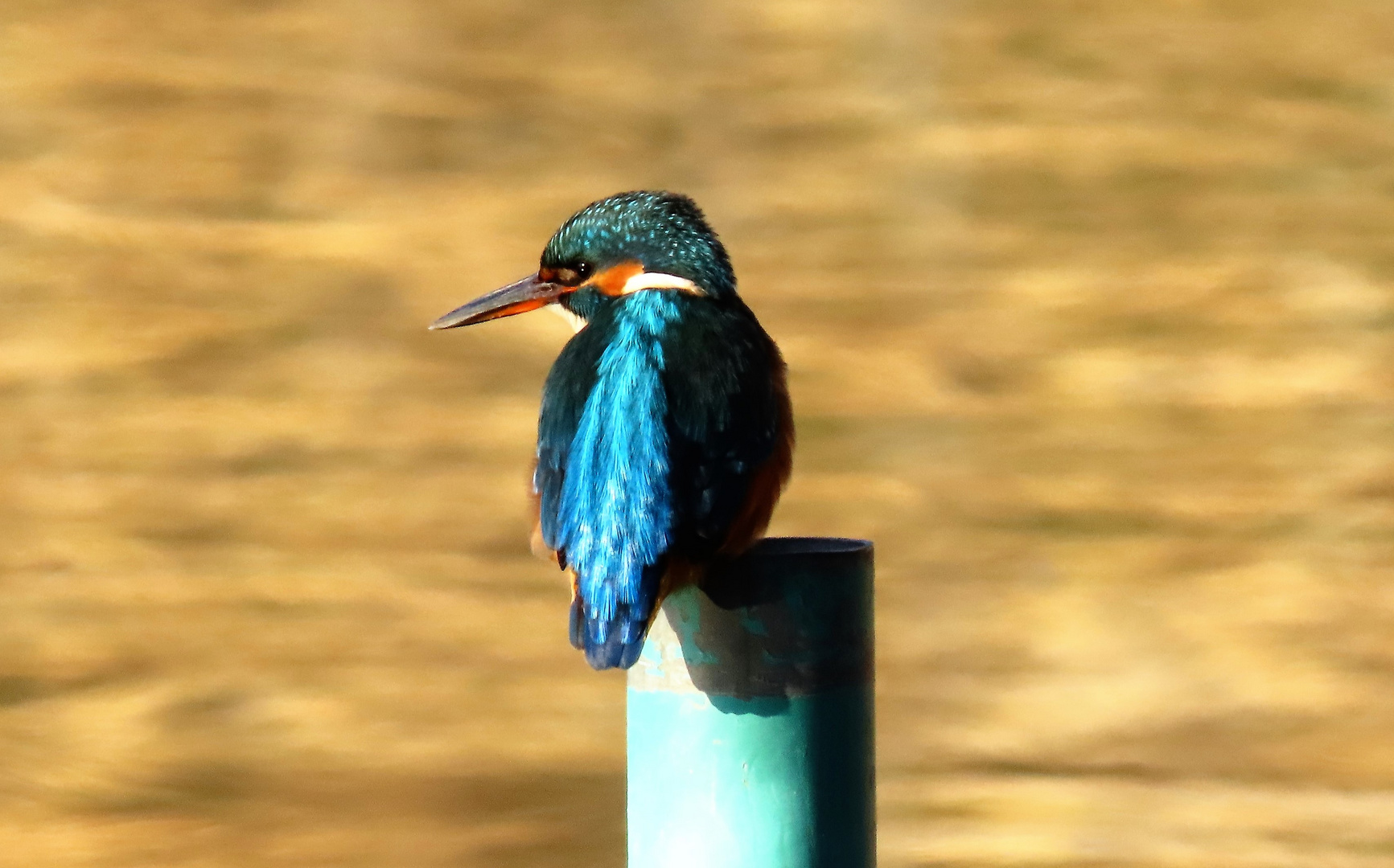 Eisvogel