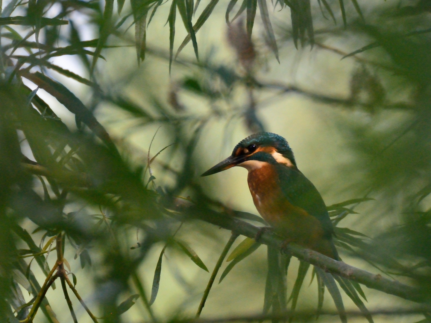 Eisvogel