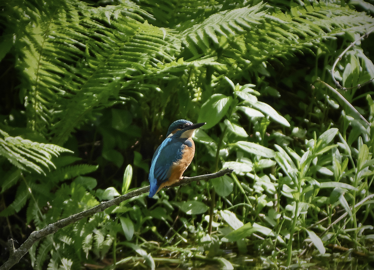 Eisvogel