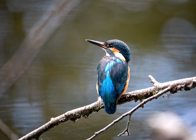 Eisvogel 