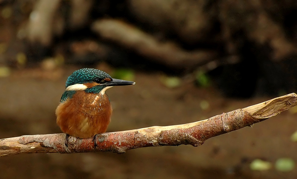 Eisvogel..