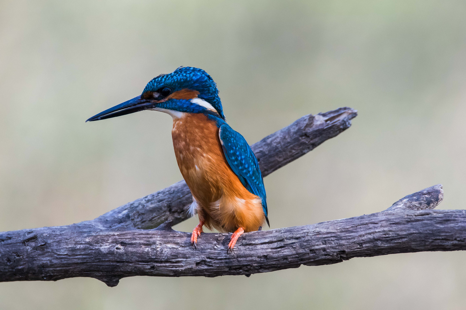 Eisvogel