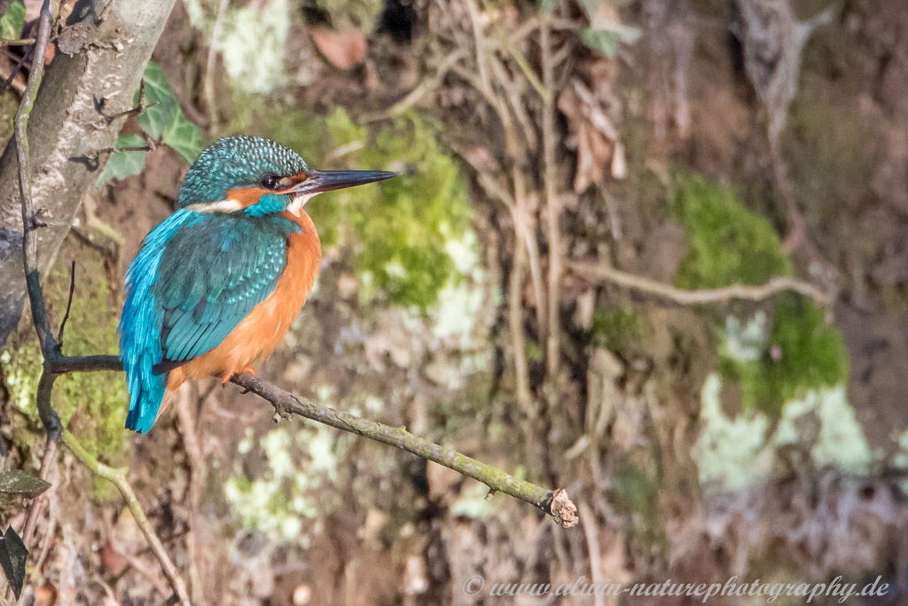 Eisvogel.