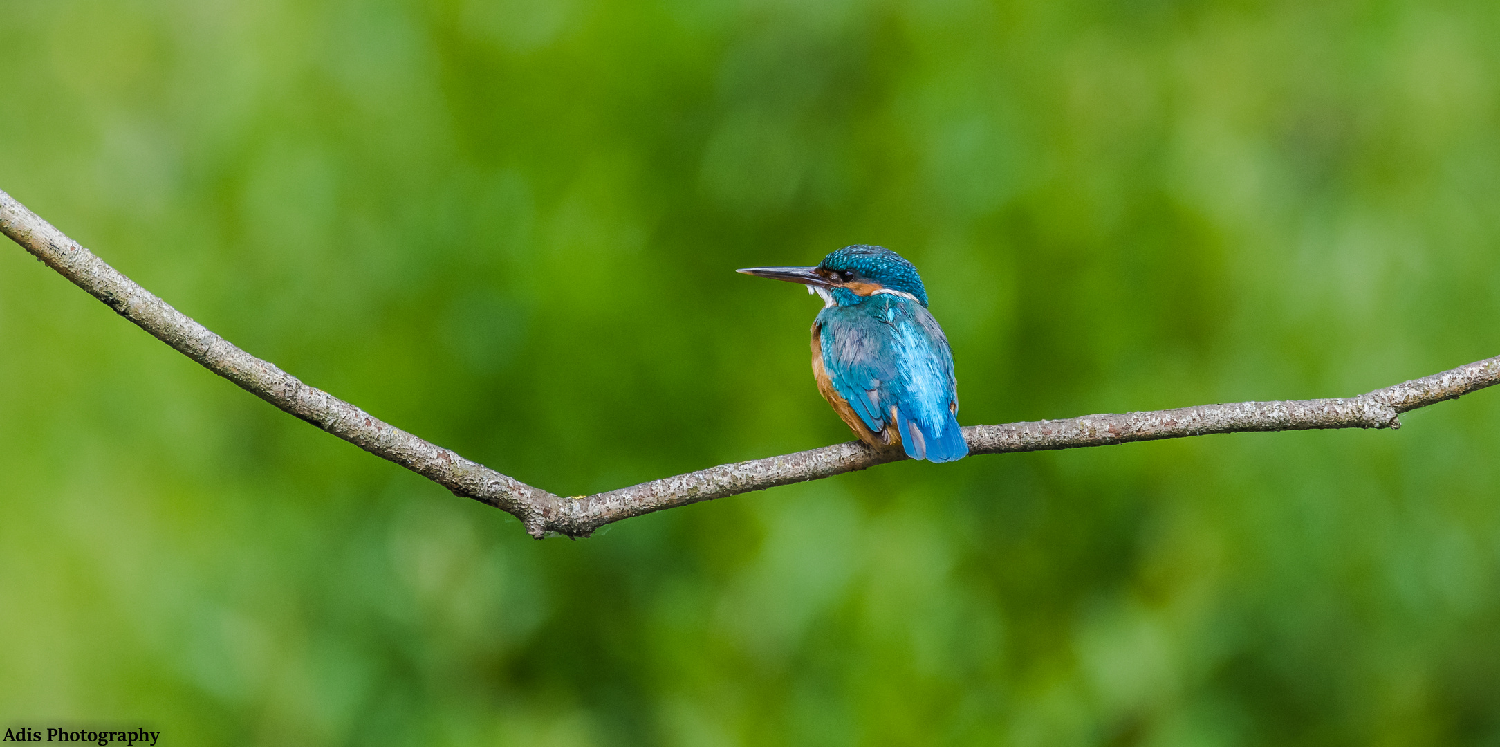 Eisvogel