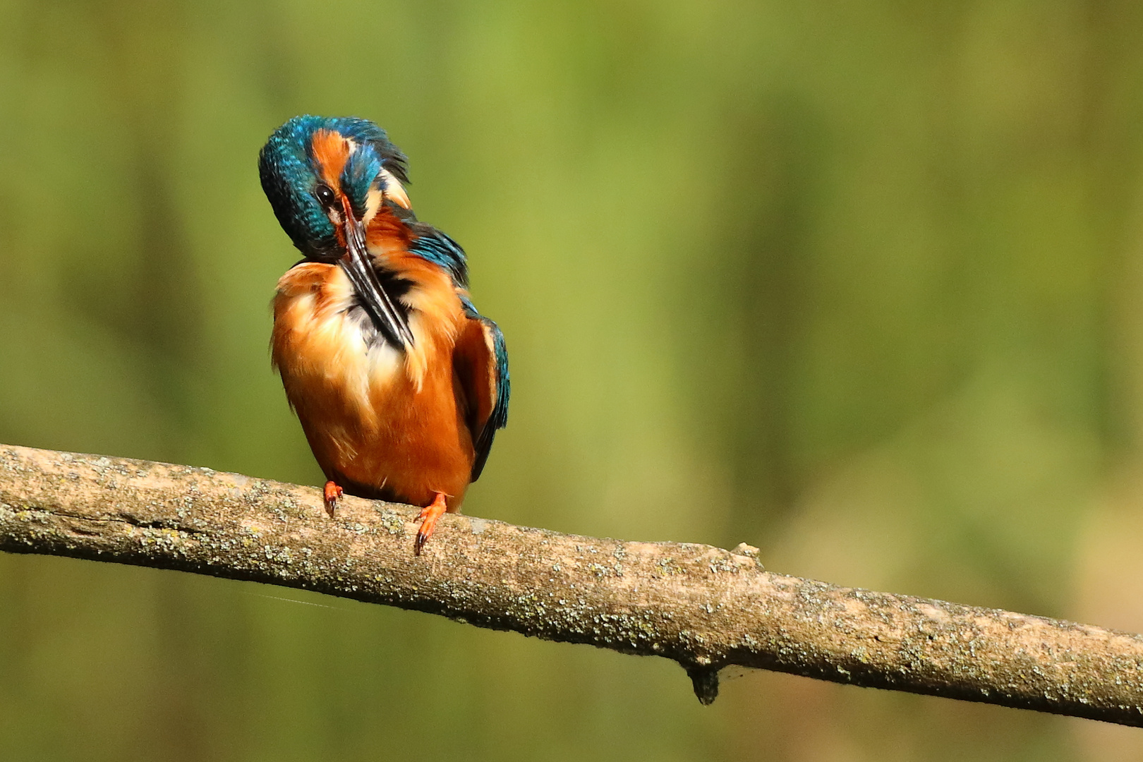 Eisvogel