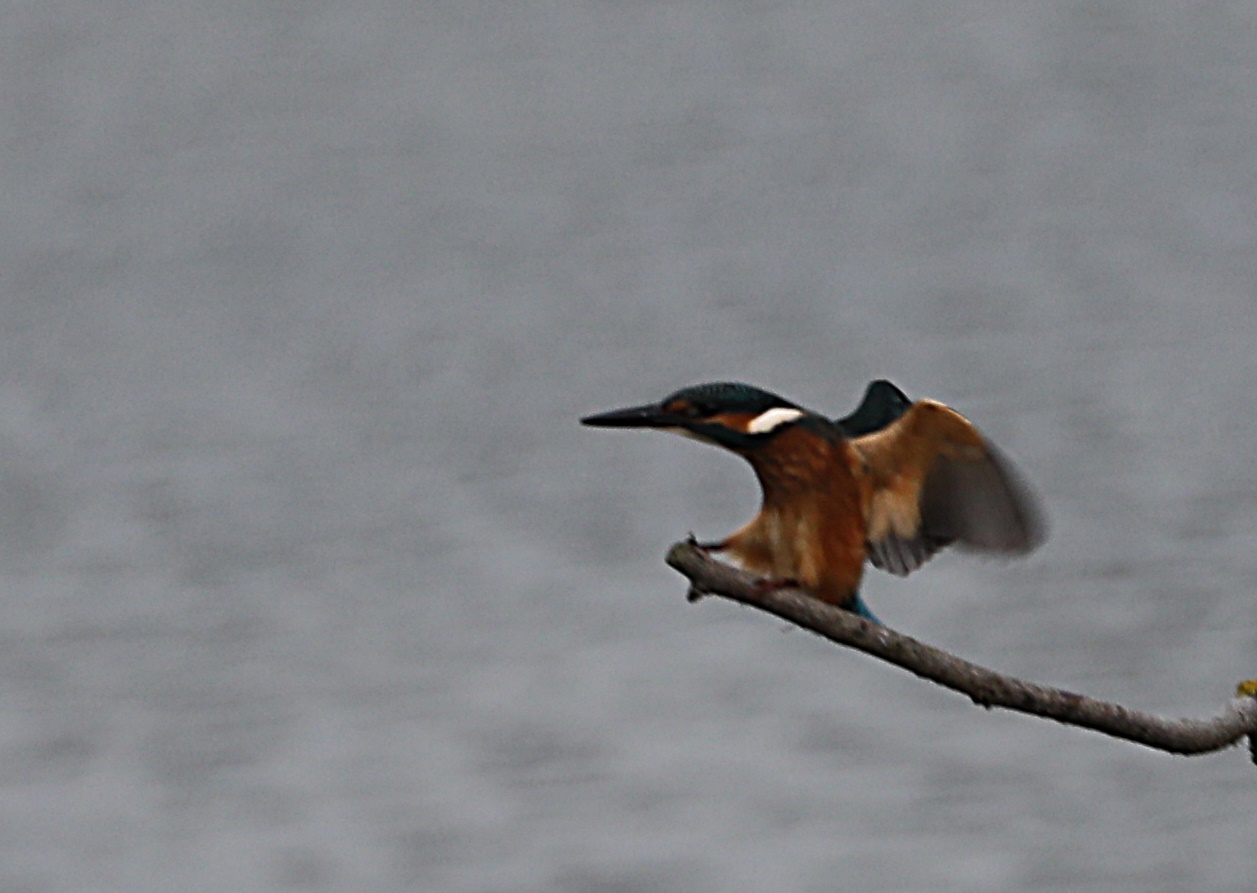 Eisvogel