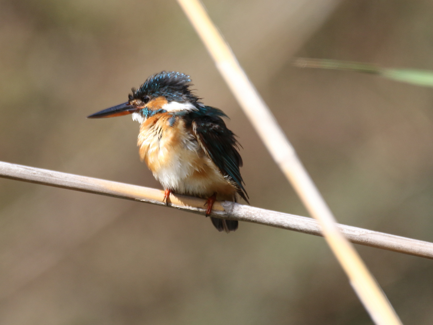 Eisvogel 