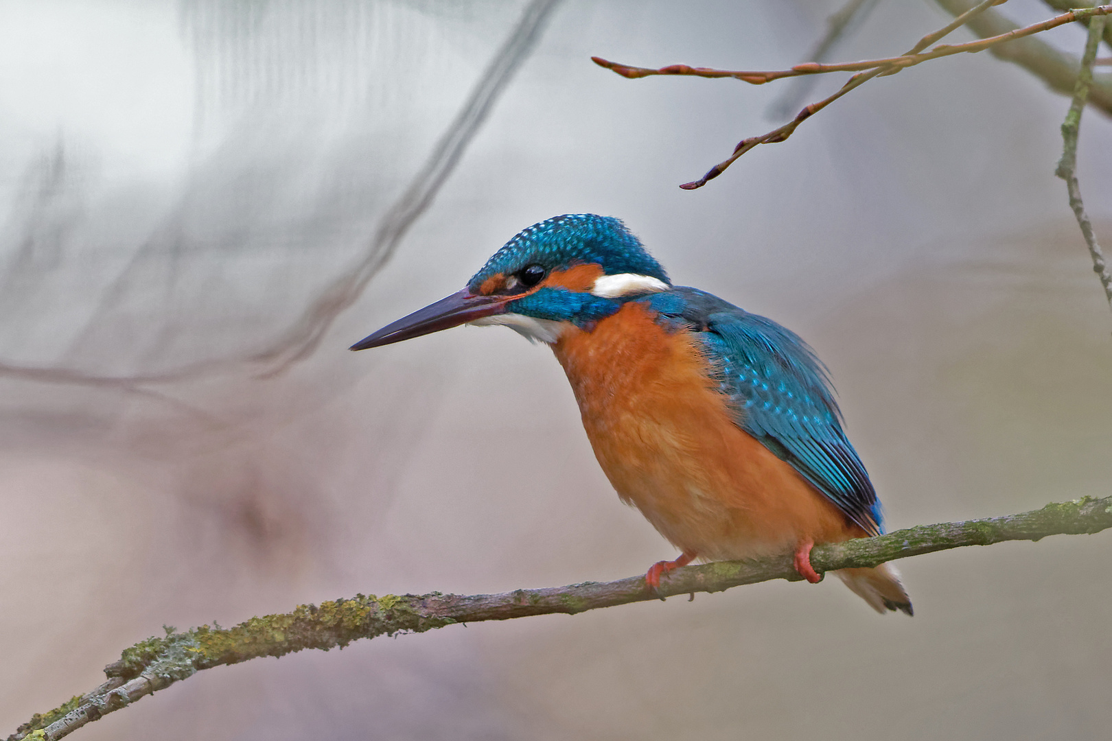 Eisvogel