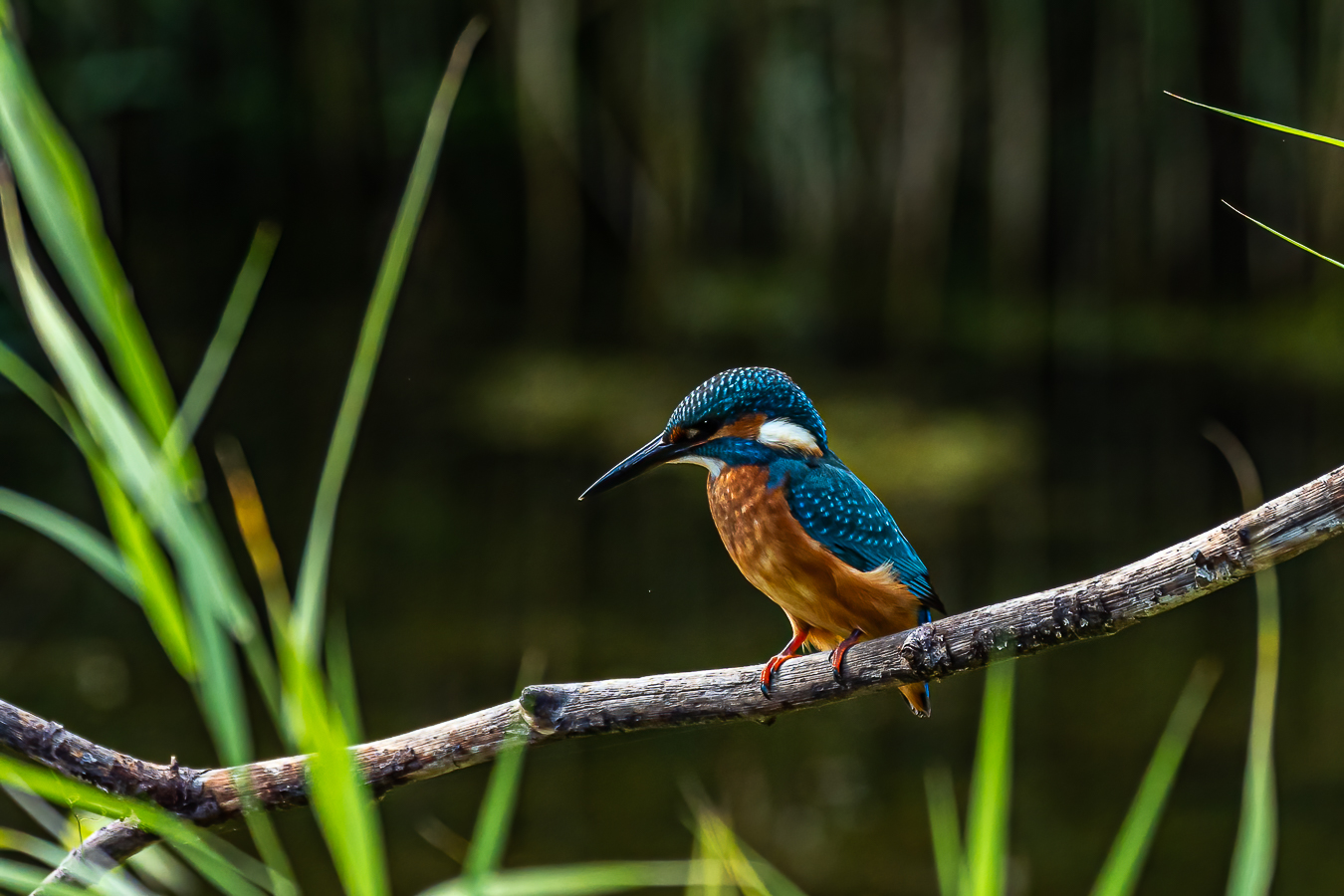 Eisvogel