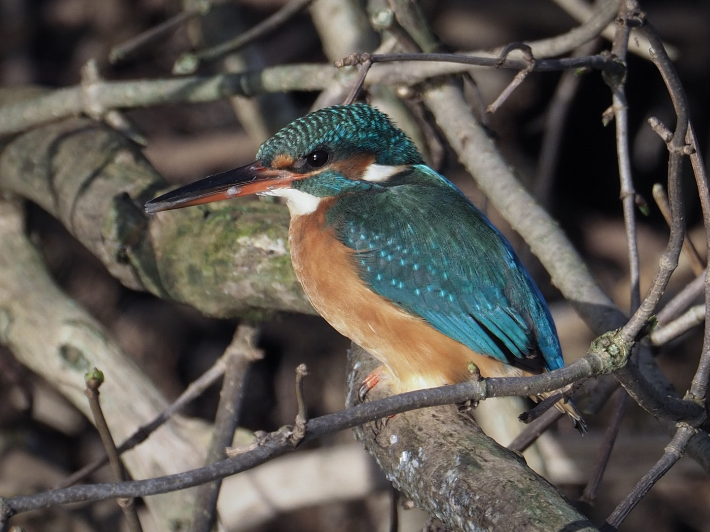 Eisvogel