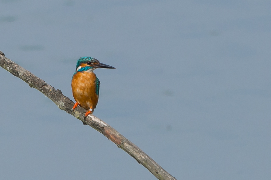 Eisvogel