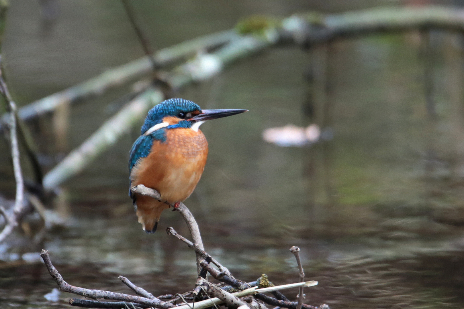 Eisvogel