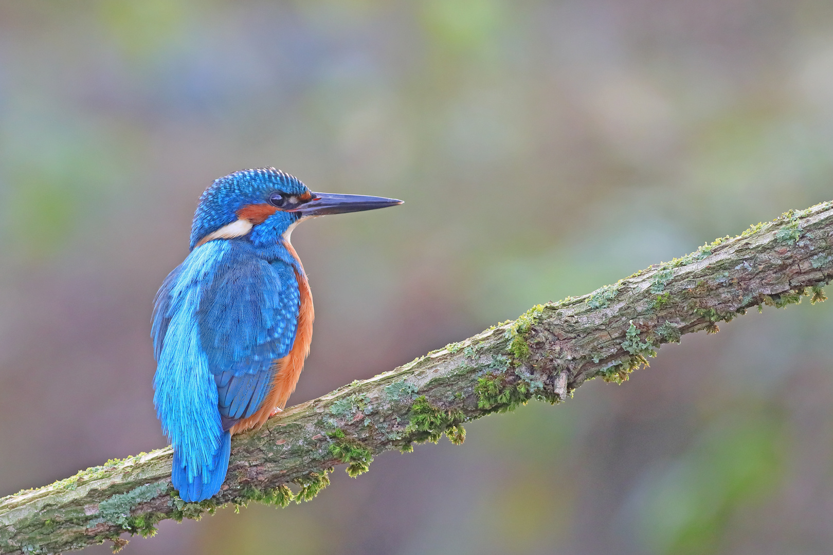 Eisvogel