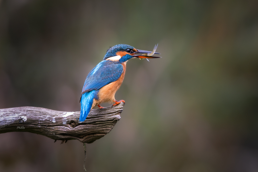 Eisvogel