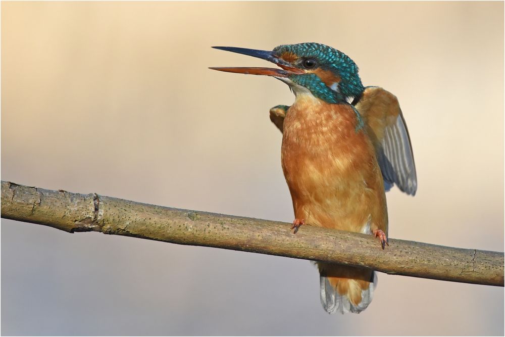 Eisvogel