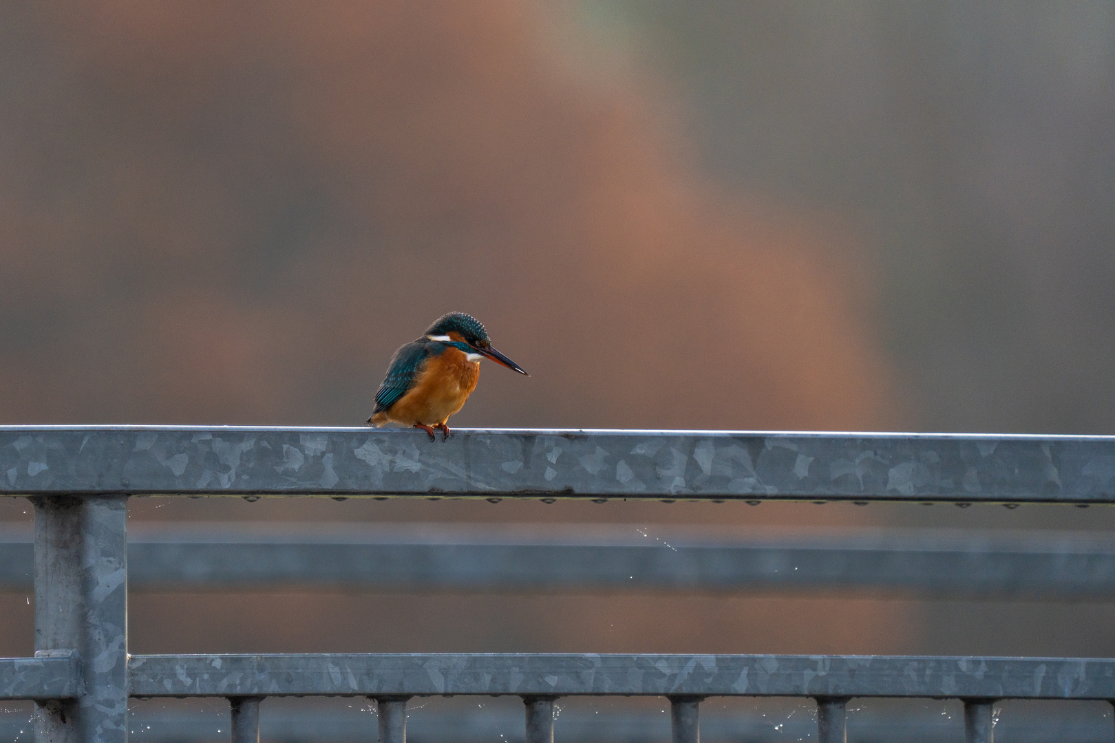 Eisvogel