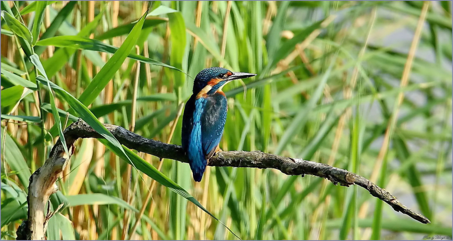 Eisvogel