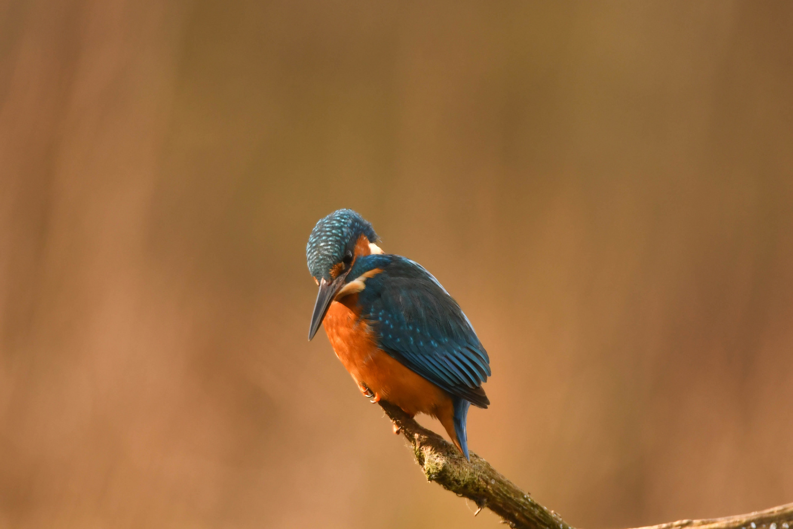 Eisvogel 