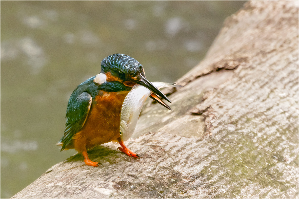 Eisvogel