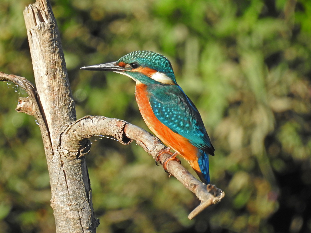 Eisvogel