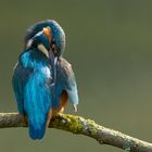 Eisvogel