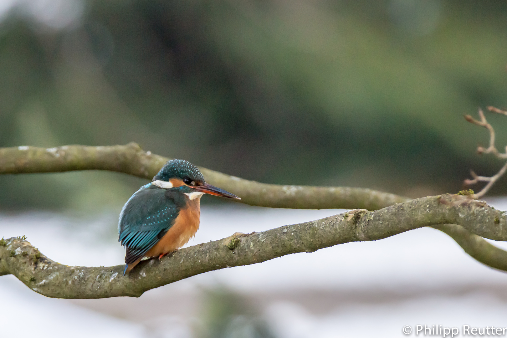 Eisvogel