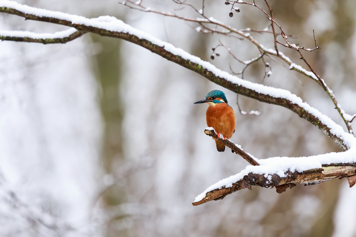 Eisvogel