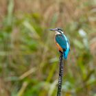 Eisvogel