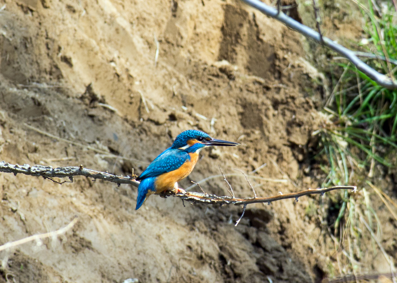 Eisvogel