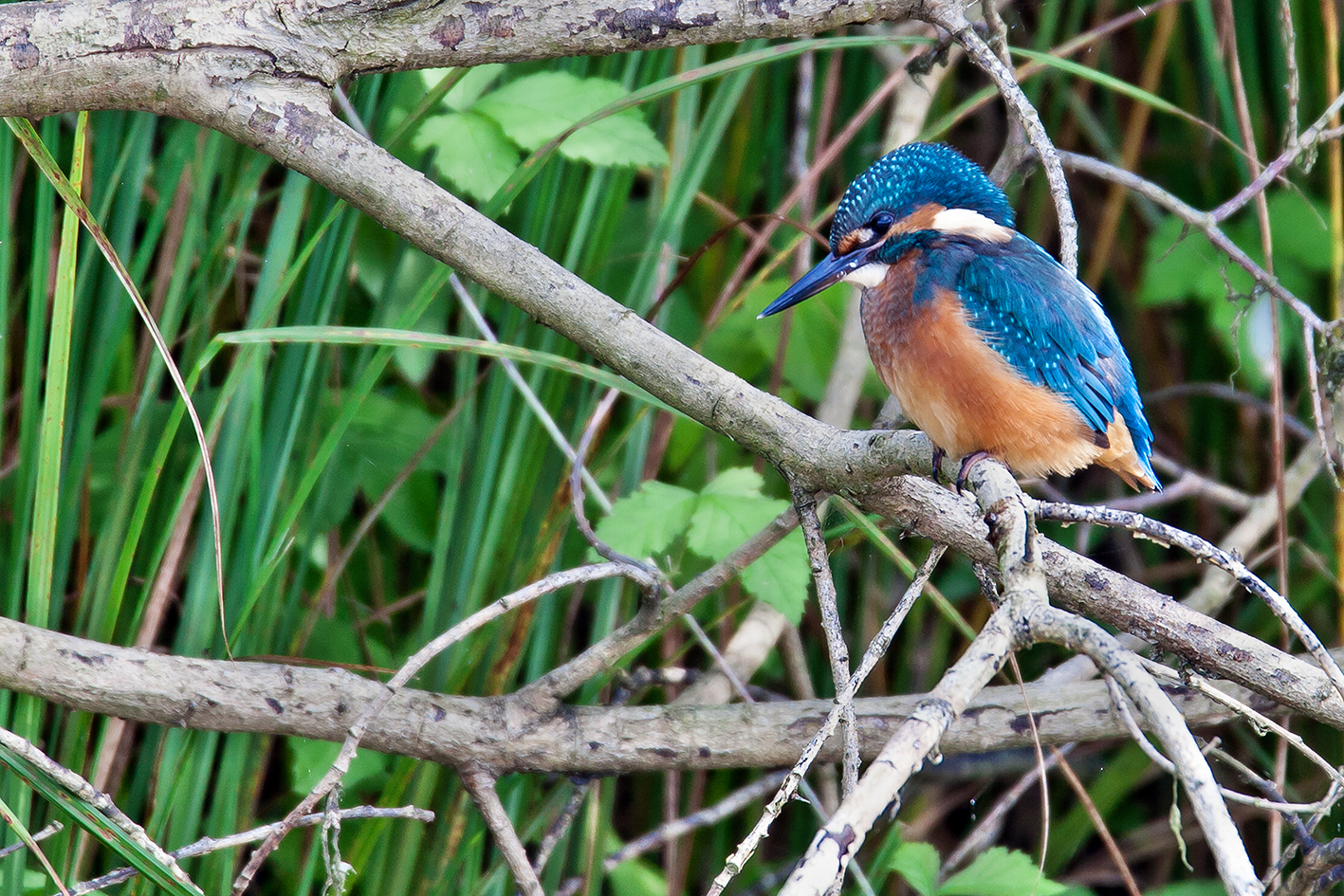 Eisvogel 1