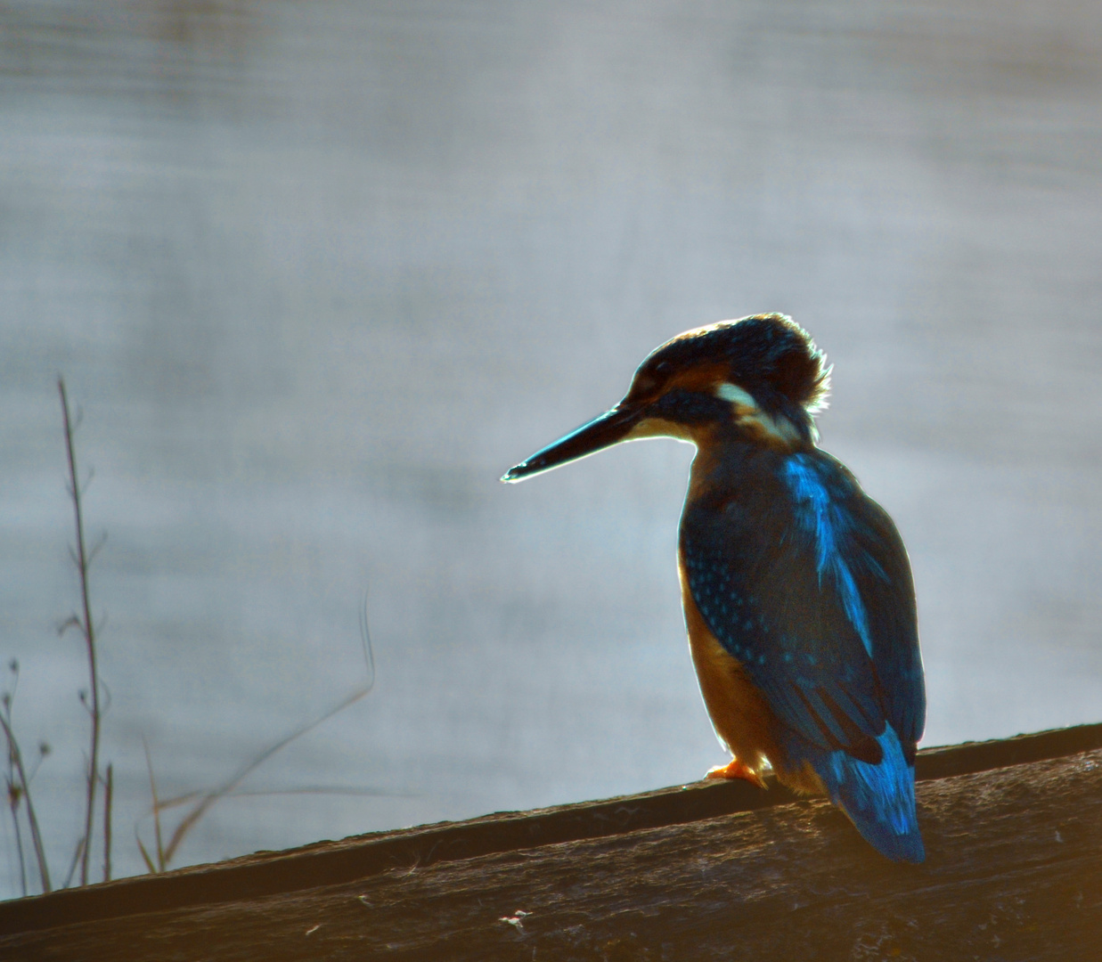 Eisvogel 1