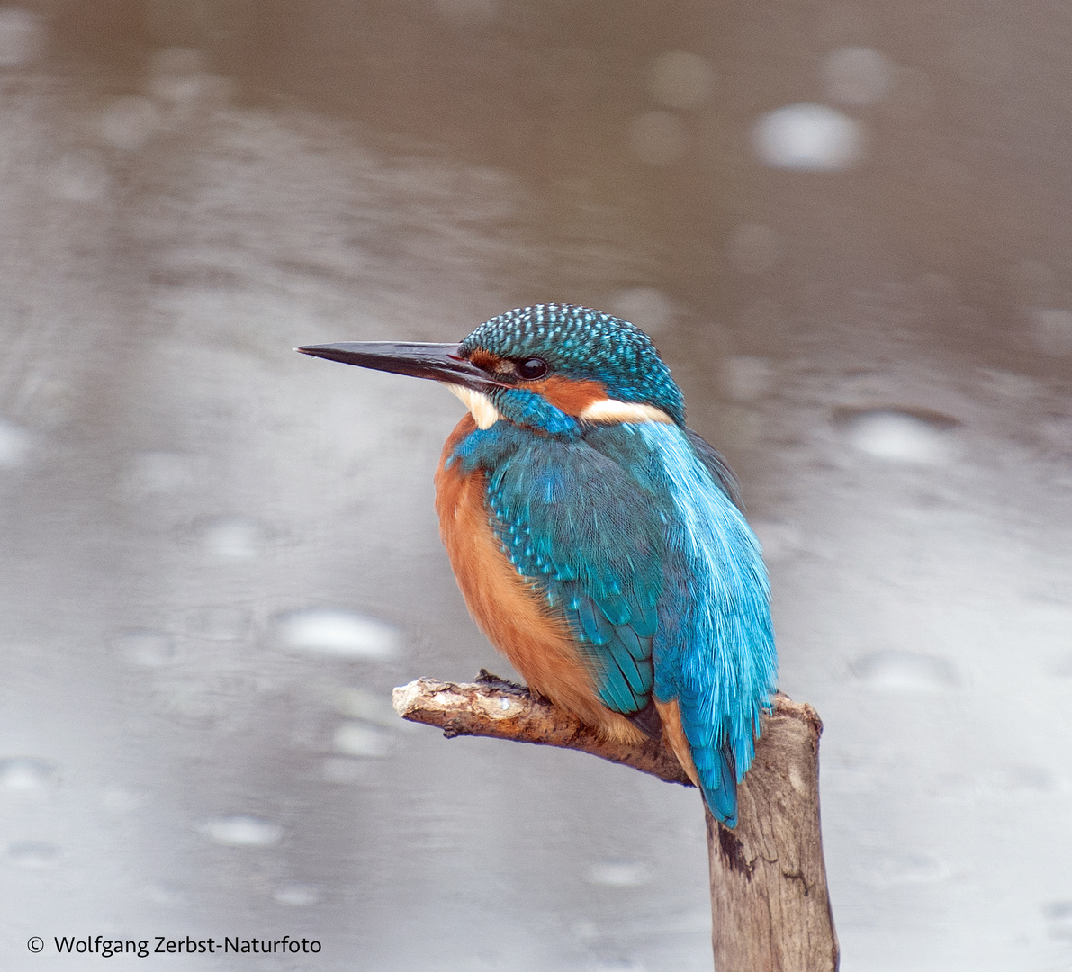 --- Eisvogel 1 ---