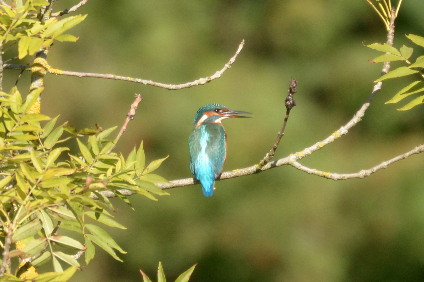 Eisvogel 1