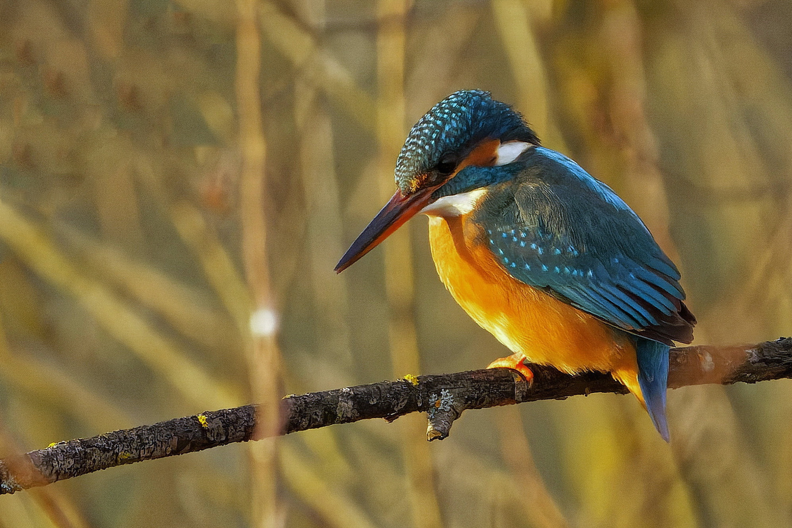 Eisvogel -1-