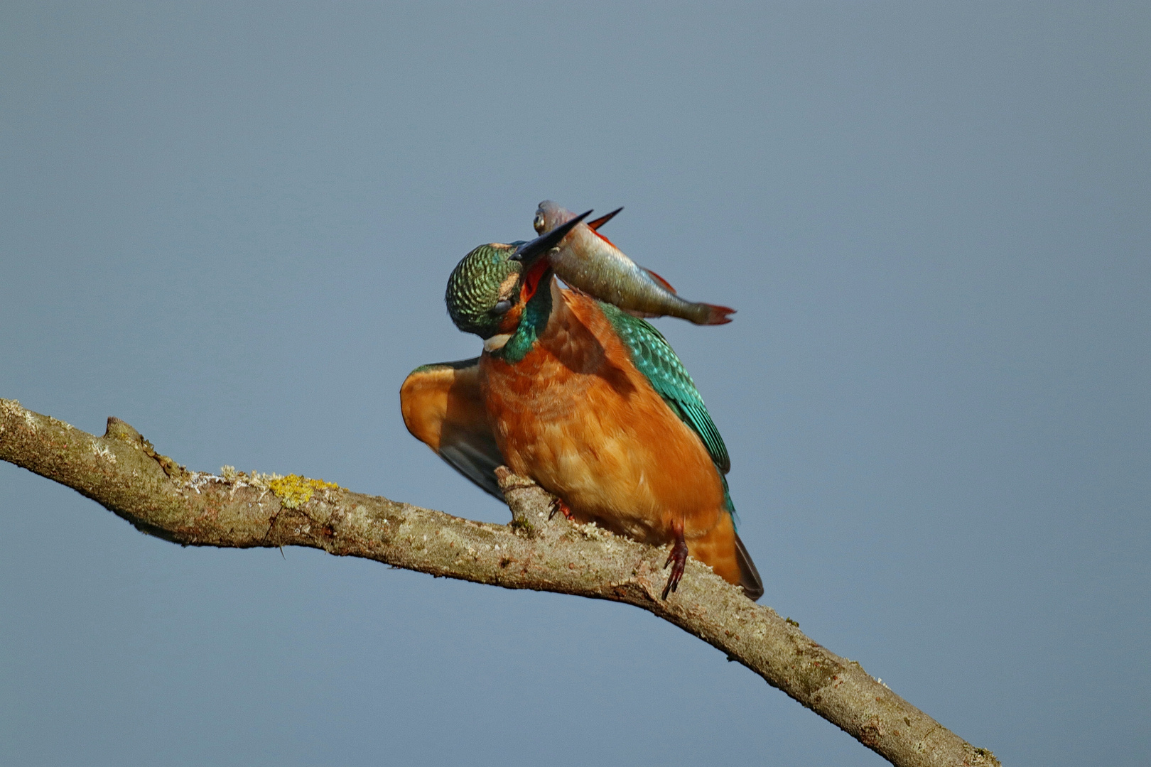 Eisvogel 1