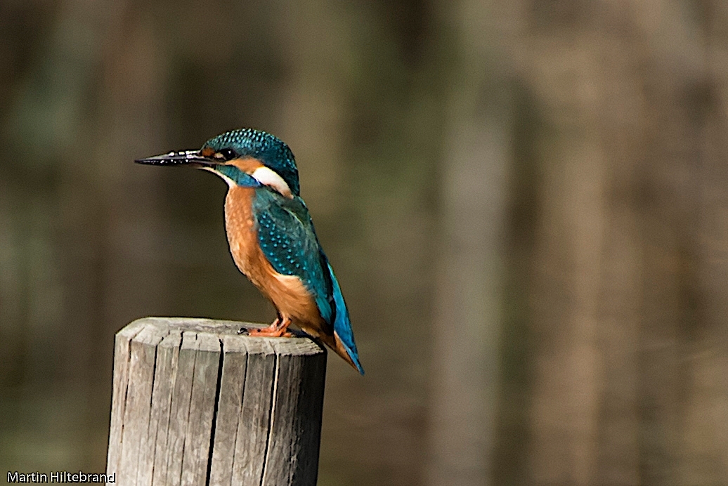 Eisvogel 1