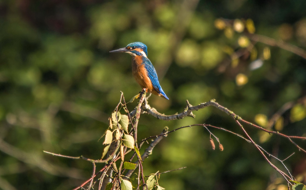 Eisvogel (1)