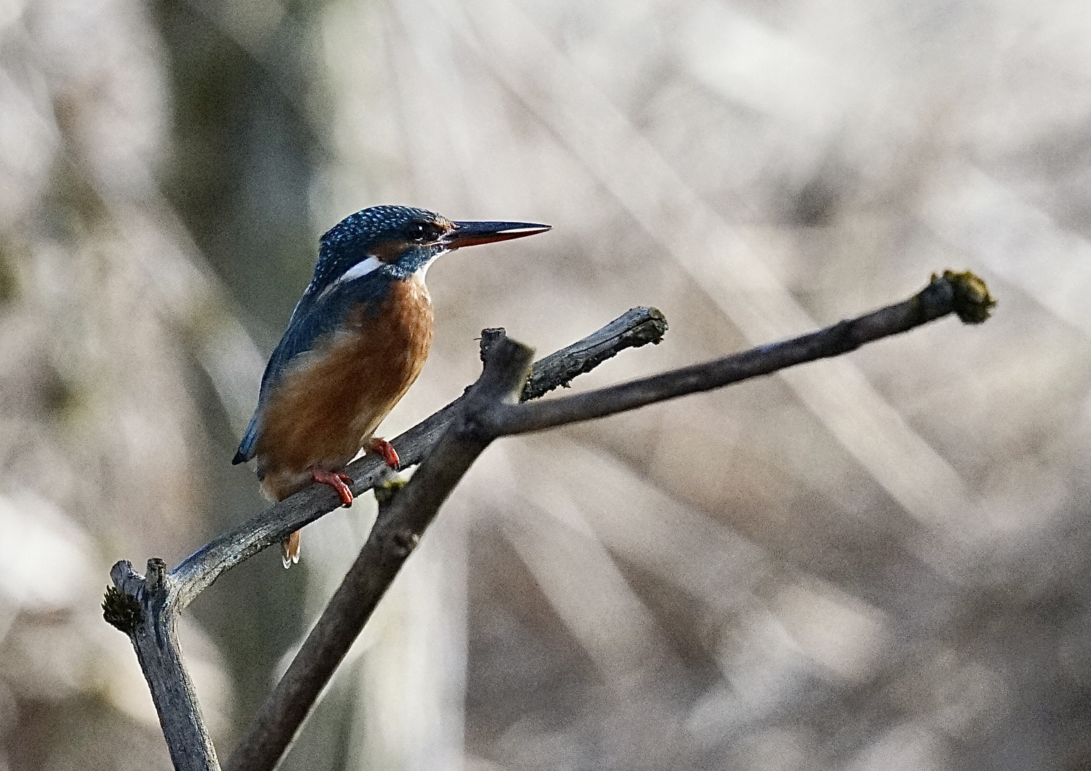 Eisvogel 1 - Jagdbereit