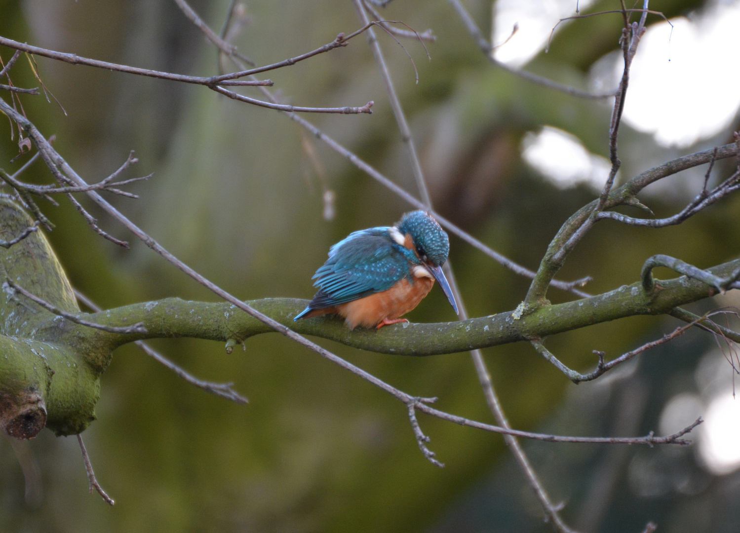 Eisvogel 1 / Kingfisher 1