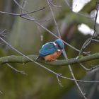 Eisvogel 1 / Kingfisher 1