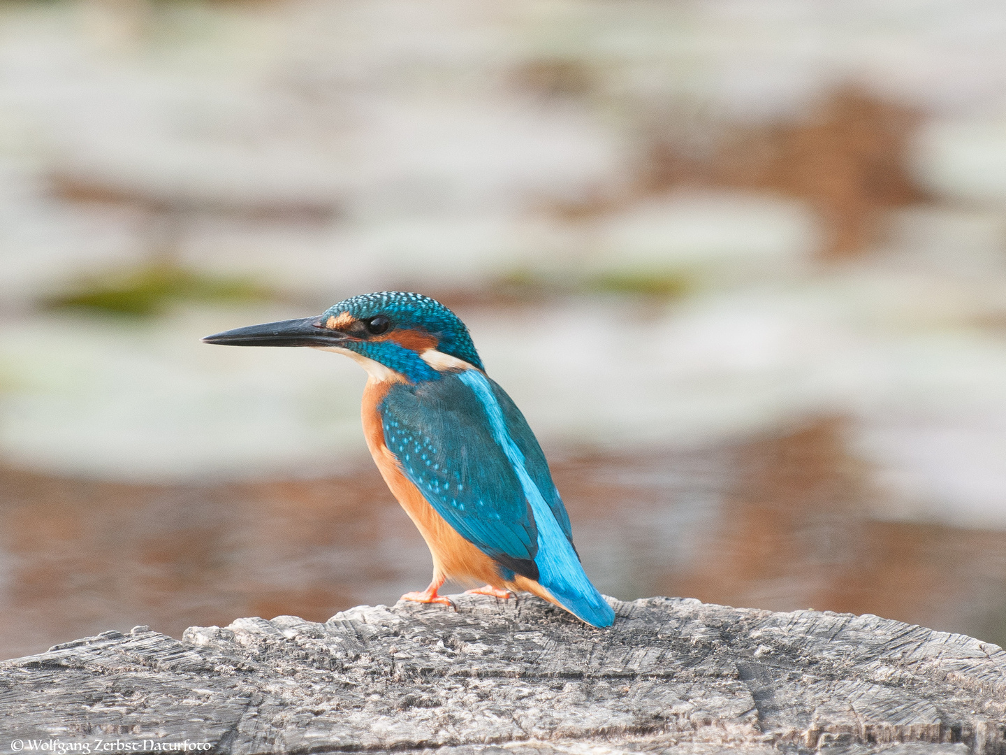 --- Eisvogel 1 männlich ---