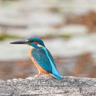 --- Eisvogel 1 männlich ---